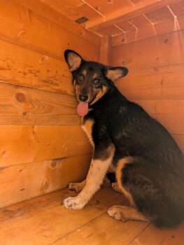 🆘Wer rettet Bowie aus der Tötung???🆘mit vielen VIDEOS!