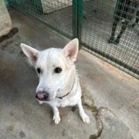 😭🆘Terri wurde von seiner eigenen ehemaligen Familie in die Tötung gebracht😭🆘