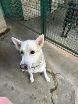 😭🆘Terri wurde von seiner eigenen ehemaligen Familie in die Tötung gebracht😭🆘
