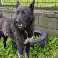🆘Kira steht auf der Tötungsliste - wir müssen sie retten🆘