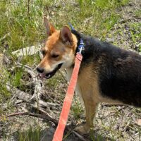 ❗️🆘Violet - wer holt sie aus der Tötung Pinsk - wer rettet sie?🆘❗️viele VIDEOS!