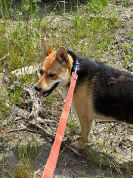 ❗️🆘Violet - wer holt sie aus der Tötung Pinsk - wer rettet sie?🆘❗️viele VIDEOS!
