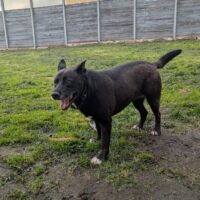 GINA - Schäferhund-Pitbull-Mix - mit VIDEOS!!!
