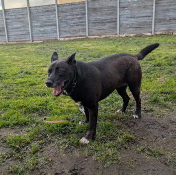 GINA - Schäferhund-Pitbull-Mix - mit VIDEOS!!!