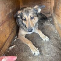 😢🆘PANDORA hofft seit über 3 Jahren gerettet zu werden!😢🆘