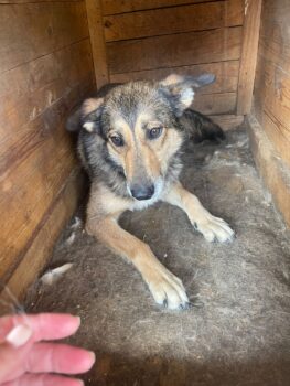 😢🆘PANDORA hofft seit über 3 Jahren gerettet zu werden!😢🆘