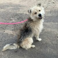 🐾CHIPPY❤️lebt auf einem verlassenen Firmengelände - mit VIDEOS!