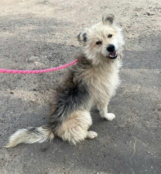 🐾CHIPPY❤️lebt auf einem verlassenen Firmengelände - mit VIDEOS!