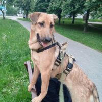 🙏Gera – gerettet als Welpe aus der Tötung - sucht eine Familie🙏mit VIDEOS