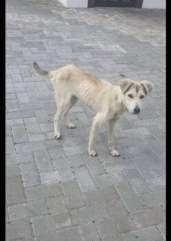 😭Bimka braucht ein Zuhause - ca. 1 Jahr alt / 40 cm😭mit VIDEOS