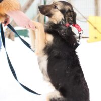 ‼️Kuka sucht eine Familie - 1 Jahr / 42cm - kennt Katzen‼️mit VIDEOS