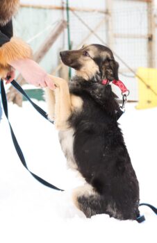 ‼️Kuka sucht eine Familie - 1 Jahr / 42cm - kennt Katzen‼️mit VIDEOS
