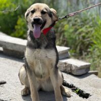 🆘DRINGEND Zuhause für Jumiko gesucht🆘viele VIDEOS!!!