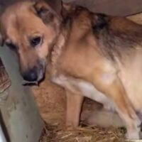 Alva💔 Gnadenplatz gesucht 🚨mi VIDEOS