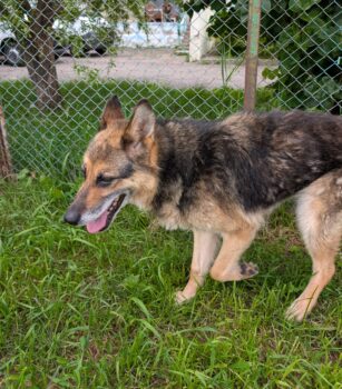 🆘😭Vermutlich wurde Sofie in der Tötung "entsorgt", weil sie ausgedient hat🆘😭