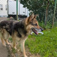 🆘😭Vermutlich wurde Sofie in der Tötung "entsorgt", weil sie ausgedient hat🆘😭