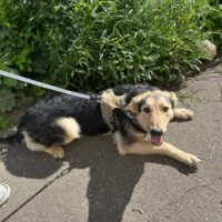 🆘Rettet Sukis Leben - wer holt sie aus der Tötung?🆘ca. 1 Jahr🆘mit VIDEO!