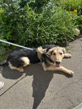 🆘Rettet Sukis Leben - wer holt sie aus der Tötung?🆘ca. 1 Jahr🆘mit VIDEO!