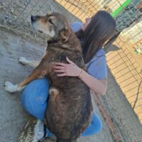 🍀🎉RESERVIERT🎉🍀GINO