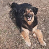 ZARA - ein Sonnenschein auf vier Pfoten!