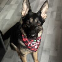 Mila sucht ein neues Zuhause aus Mechernich