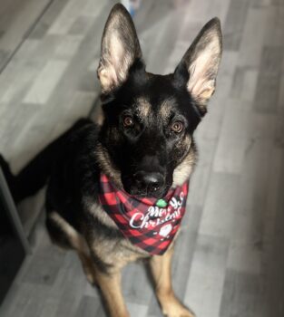 Mila sucht ein neues Zuhause aus Mechernich