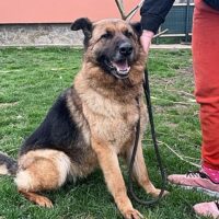 Schäferhündin Melly sucht ein Zuhause