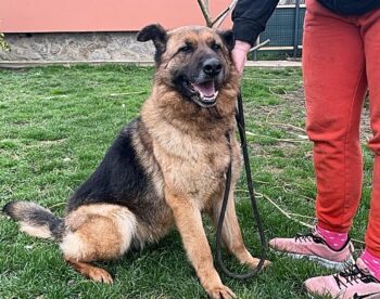 Schäferhündin Melly sucht ein Zuhause