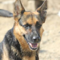Gero 57cm geb. 10/2021 ist ein hübscher stattlicher Schäferhund