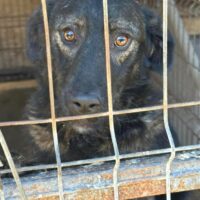 ❤Seit Welpentagen im Shelter... NIKKI ❤ mit VIDEO