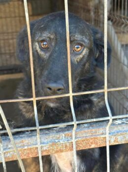 ❤Seit Welpentagen im Shelter... NIKKI ❤ mit VIDEO