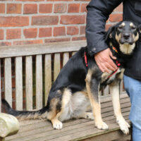 Romi 55 cm geb. 01/2024 wartet in Garbsen bei Hannover - eine tolle Familienhündin