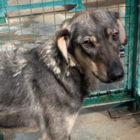 🆘 Seit mehr als 1 Jahr wartet Missy in der Tötung Minsk auf Rettung🆘