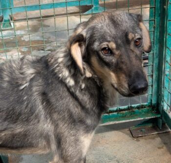 🆘 Seit mehr als 1 Jahr wartet Missy in der Tötung Minsk auf Rettung🆘