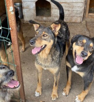 🐕🐾MERY🐾🐕