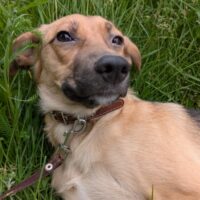 💔Zuhause für kleine Junghündin Sparky gesucht💔ca. 40cm/8kg💔mit VIDEOS!
