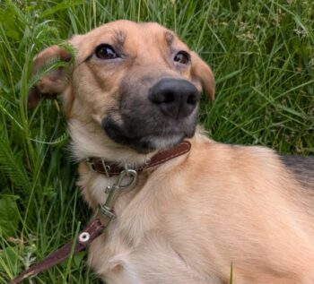 💔Zuhause für kleine Junghündin Sparky gesucht💔ca. 40cm/8kg💔mit VIDEOS!