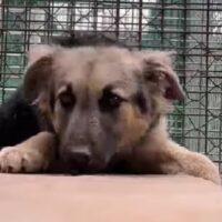🆘ZANA versteht die Welt nicht mehr, eigene Familie bringt sie in die Tötung🆘knapp 1 Jahr🆘 VIDEO