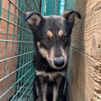 🆘Wer rettet Cooper?🆘nicht mal 1 Jahr alt🆘mit VIDEOS!