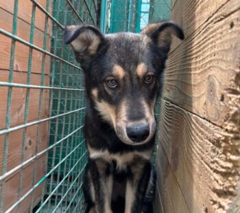 🆘Wer rettet Cooper?🆘nicht mal 1 Jahr alt🆘mit VIDEOS!