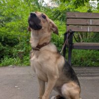 💔Zuhause für kleine Junghündin Sparky gesucht💔ca. 40cm/8kg💔mit VIDEOS!