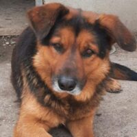 TOMA - ein treuer Freund auf vier Pfoten sucht sein Glück!