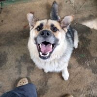 🆘Tötungshund Jay wartet sehnsüchtig auf seine Lebensretter🆘mit VIDEO!