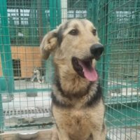 🆘Rettet Sukis Leben - wer holt sie aus der Tötung?🆘unter 1 Jahr🆘mit VIDEO!