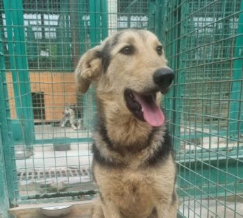 🆘Rettet Sukis Leben - wer holt sie aus der Tötung?🆘unter 1 Jahr🆘mit VIDEO!