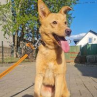 Hermine Nr.2 sucht ein Zuhause auf Lebenszeit