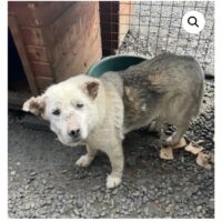 OMI ALEXIS WARTET IMMER NOCH SEHNSÜCHTIG AUF EIN LIEBEVOLLES ZU HAUSE!! :(