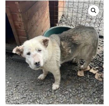 OMI ALEXIS WARTET IMMER NOCH SEHNSÜCHTIG AUF EIN LIEBEVOLLES ZU HAUSE!! :(