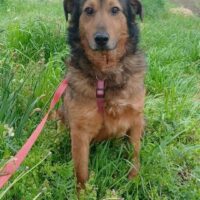 MIHAI ♂️ sucht Pflegestelle oder Endstelle