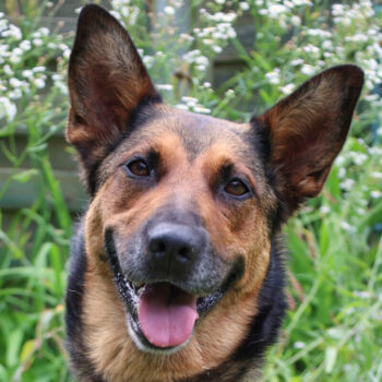 Shawny, Schäferhund-Mix